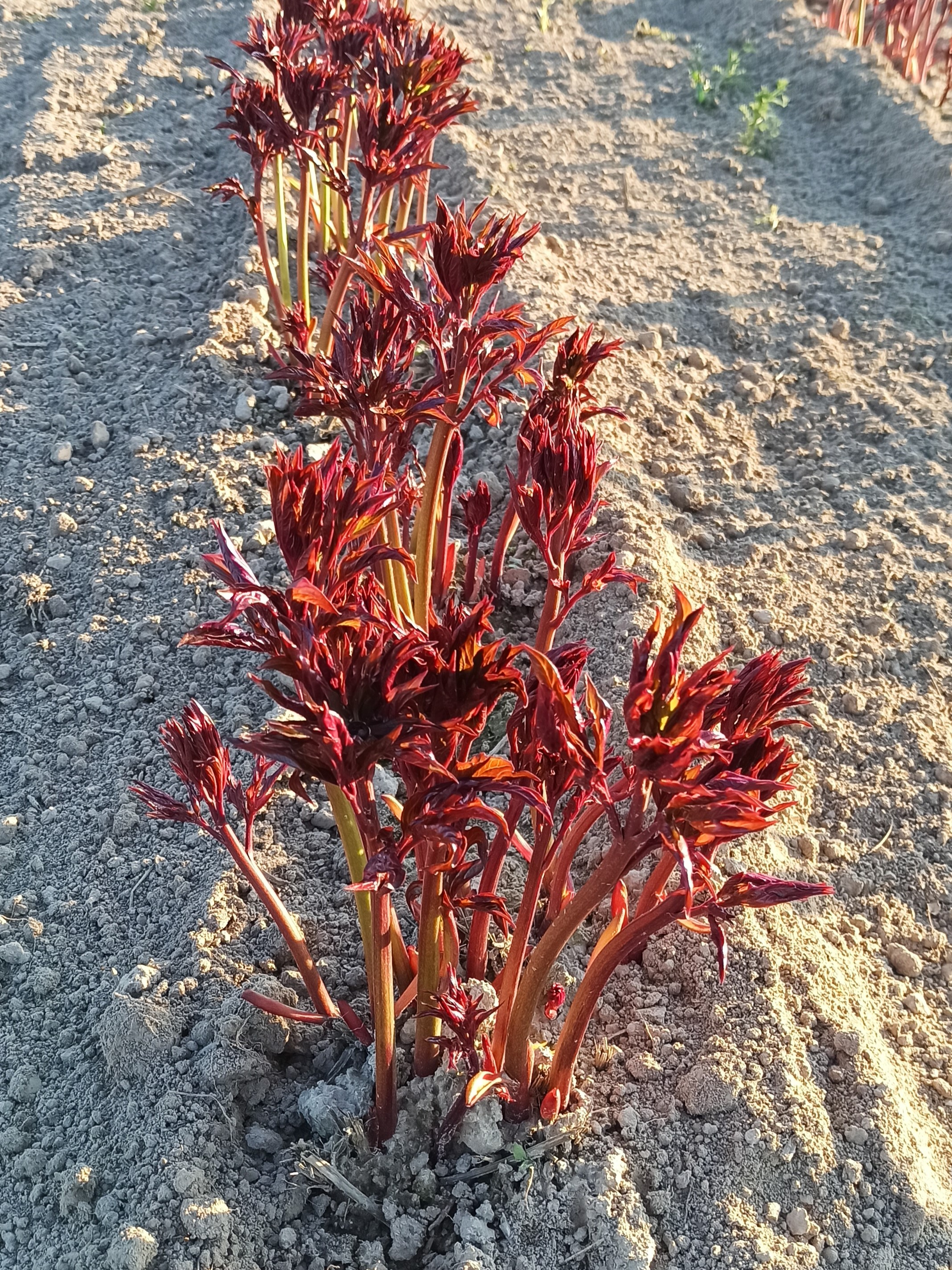 Pietertje Vriend Wagenaar